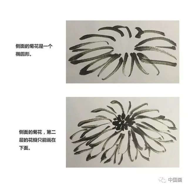 少儿国画入门|菊花的画法!网友:成人也可以学