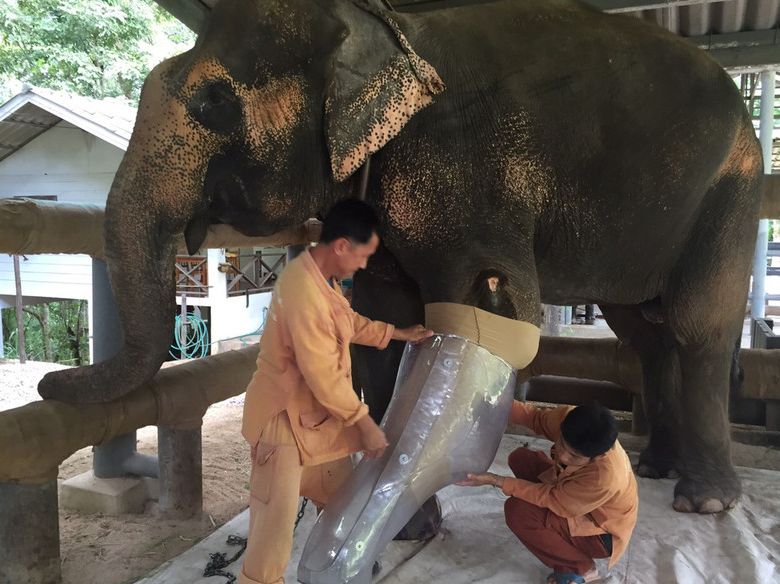 饲养员为一只残疾的大象制作了假肢