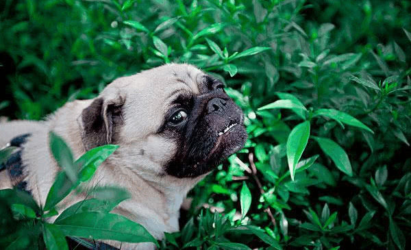 為什麼飼養八哥犬的不多， 它有哪些缺點呢 萌寵 第1張