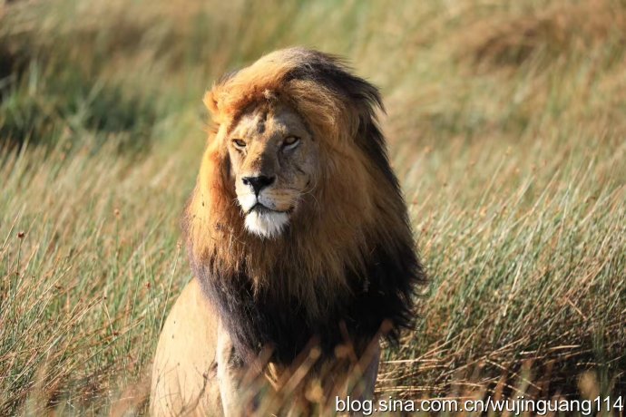 实拍:非洲狮子的大特写，齐宇轩昂(图)