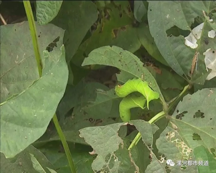 舞阳县姜店乡的人口和面积_舞阳县姜店乡旧时照片(2)