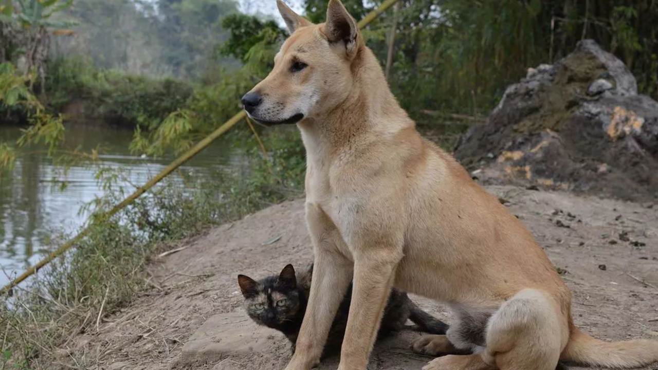 土狗智商高又听话,为什么不选它们警犬?农村土狗表示不服