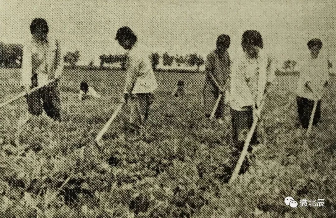 变化太大了北辰40年来丰收老照片每一张都是回忆