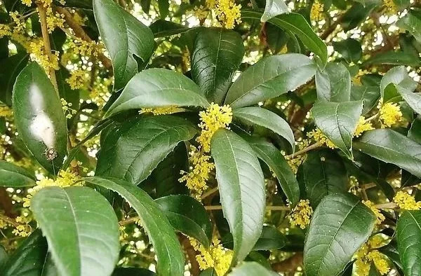 MufeeliCQ9电子 CQ9传奇电子ng植物养护小百科 桂花树篇(图7)