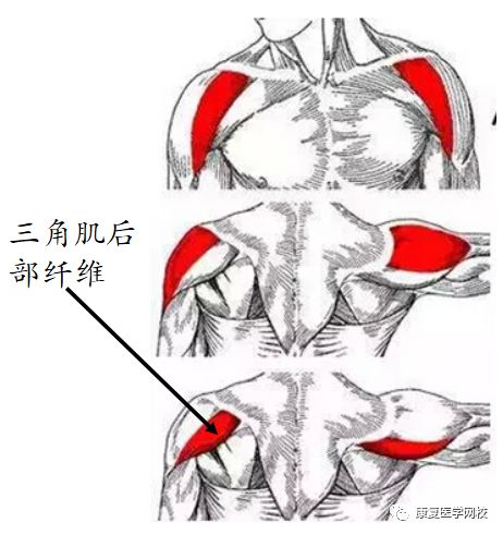 控制肩关节运动的肌肉 屈 二短三前胸锁喙 伸 三长三后背阔伸 内收