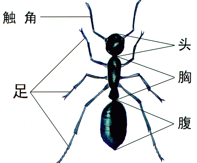 讨论蚂蚁的外形(例:头,腿,身体)切开西瓜长什么样?