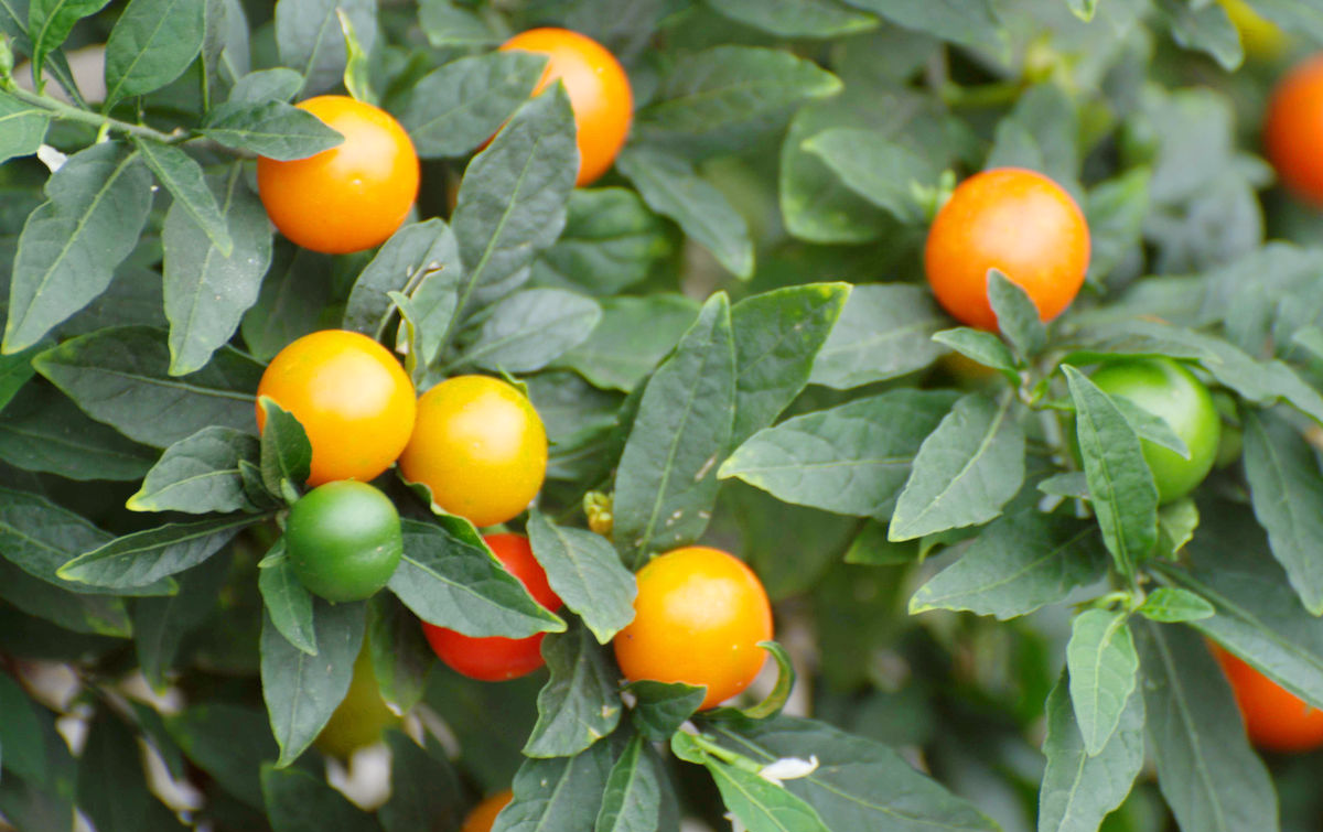老妈在阳台种了几盆小西红柿，不仅能当盆景还能吃到新鲜果子！