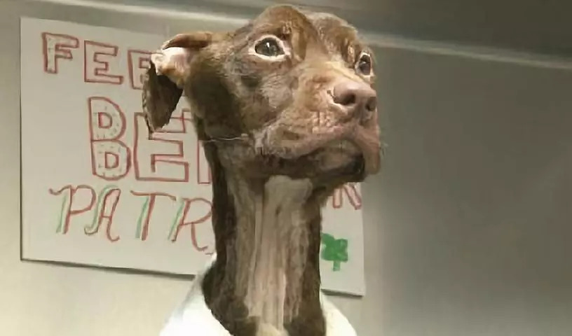 狗狗被当垃圾从22楼抛下,被发现时骨瘦如柴.它还能活下来吗?