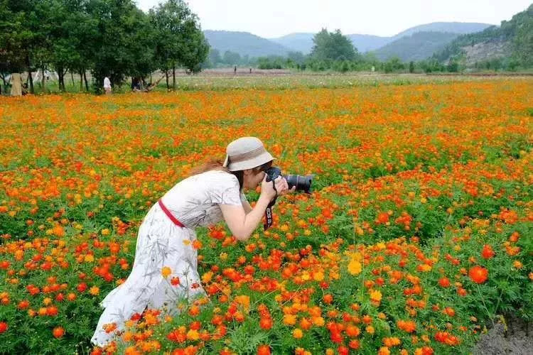 永州南溪花海美出新高度,少女心满分!超适合中秋国庆小长假去玩