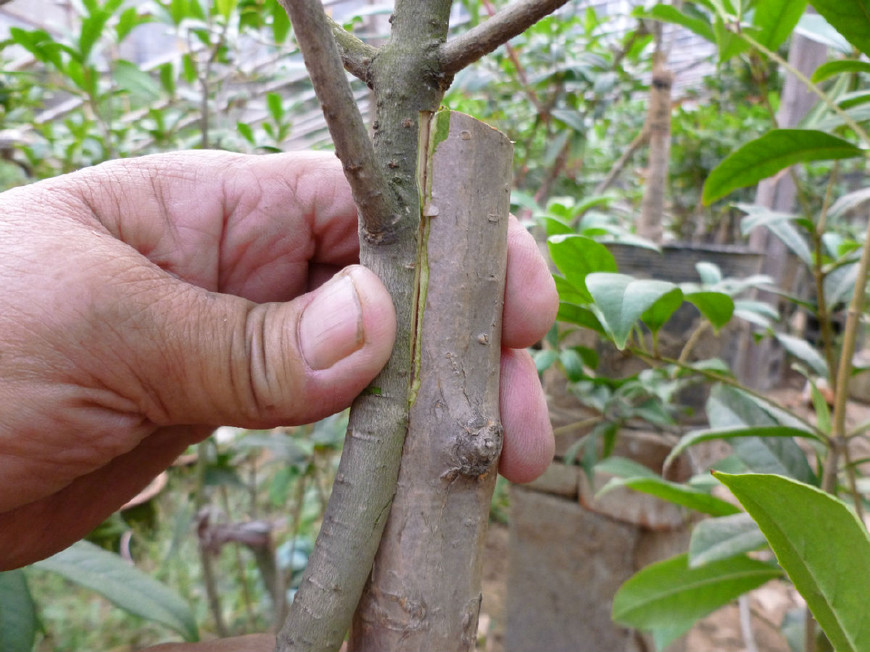 实图分享桂花圆形靠接法,这样嫁接的桂花存活率百分之