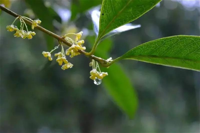 桂花雨,雨桂花