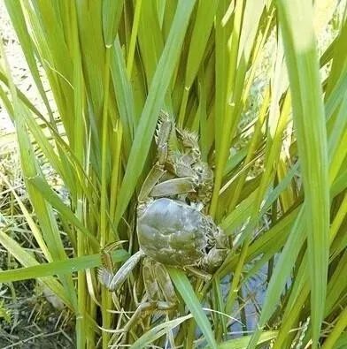 九月的稻田 到处是秋的色彩 弥漫着秋的味道 当稻田遇上螃蟹 当种植遇