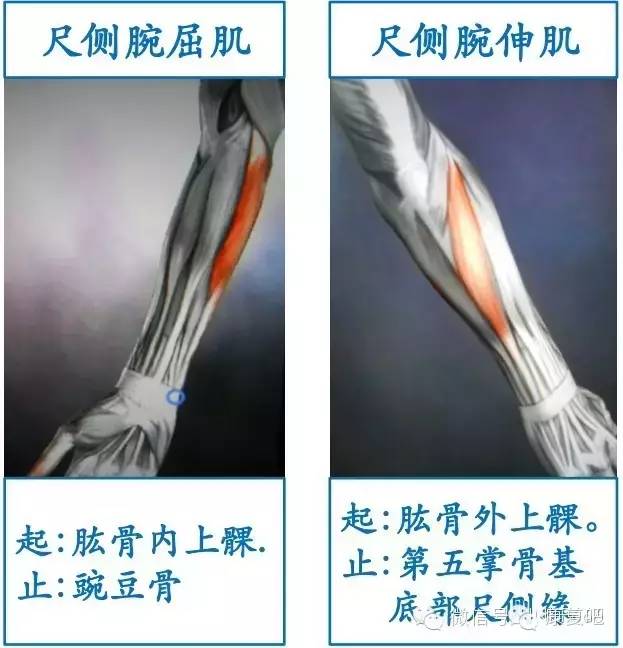 精美3d骨骼肌解剖图谱珍贵资料