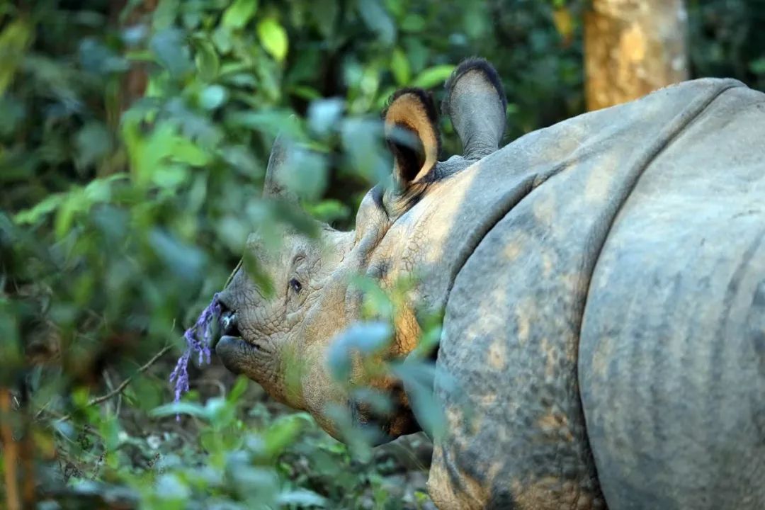 印度犀(rhinoceros unicornis,又称大独角犀,无亚种分化.