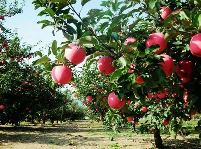 【重磅】首届中国农民丰收节·灵宝苹果采摘季9月23日