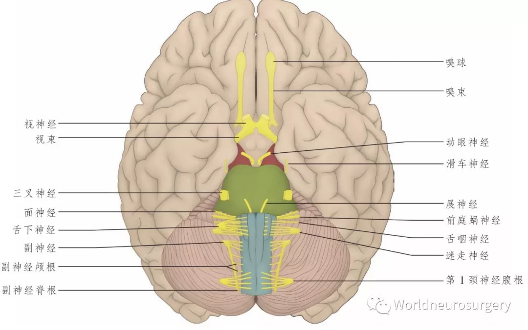 彩图经典版脑神经和脑神经核解剖atlas