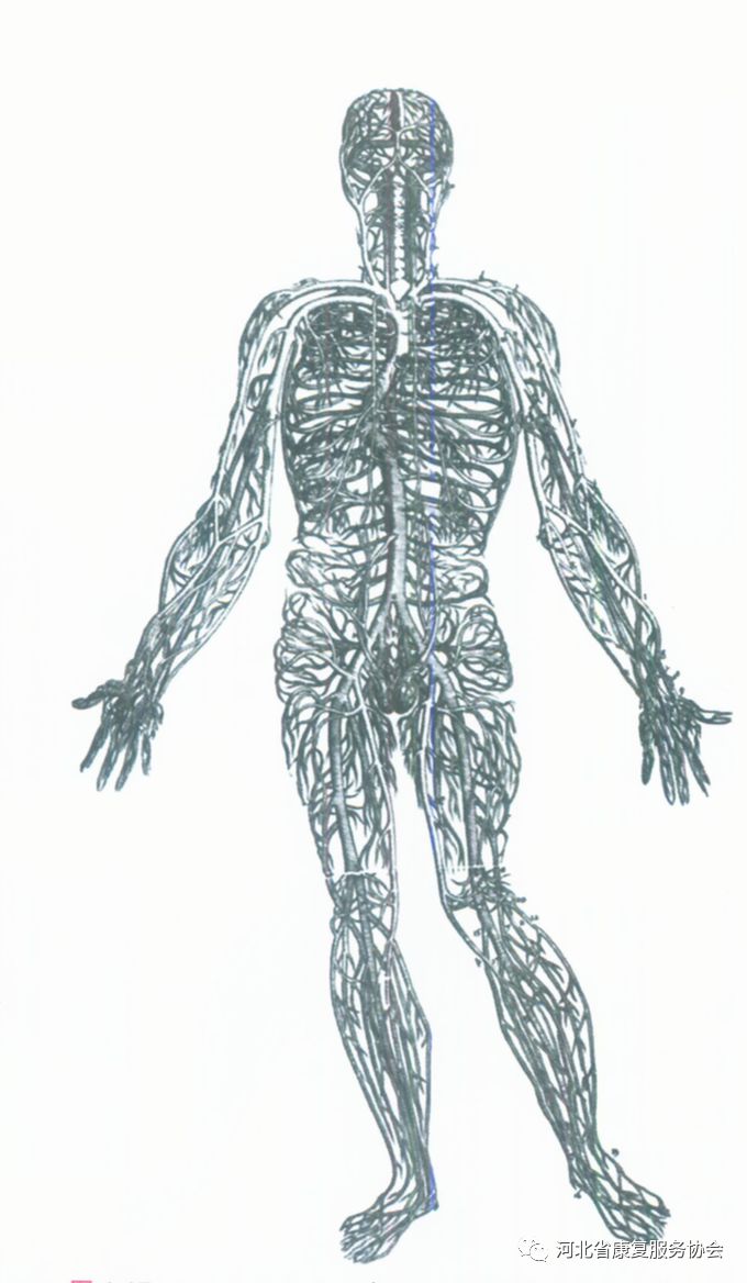 人体有三大全身性的连通网络:神经网络,血管网络和纤维网络,每个网络