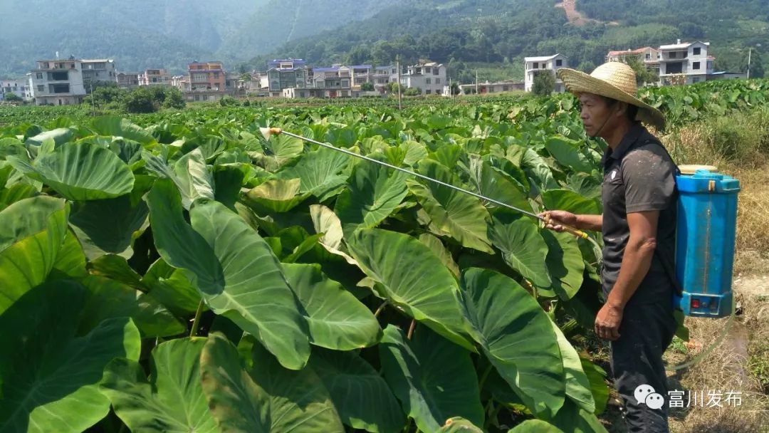 凤溪村:发展芋头产业带动群众脱贫