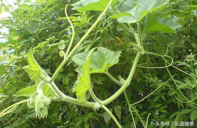 城里人都在吃的野菜 去肝火 清肺热 用于月经不调 瓜藤