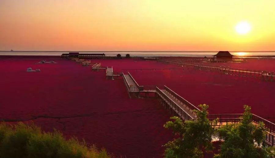 (盘锦红海滩风景区)