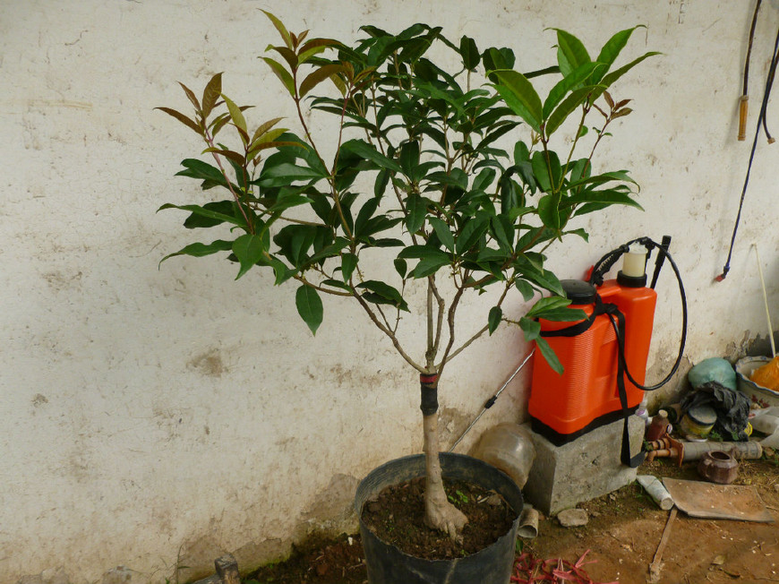 实图分享桂花圆形靠接法,这样嫁接的桂花存活率百分之