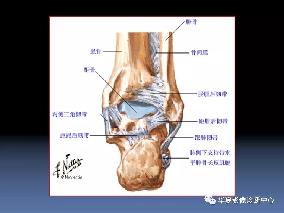 踝关节mri解剖及常见病变