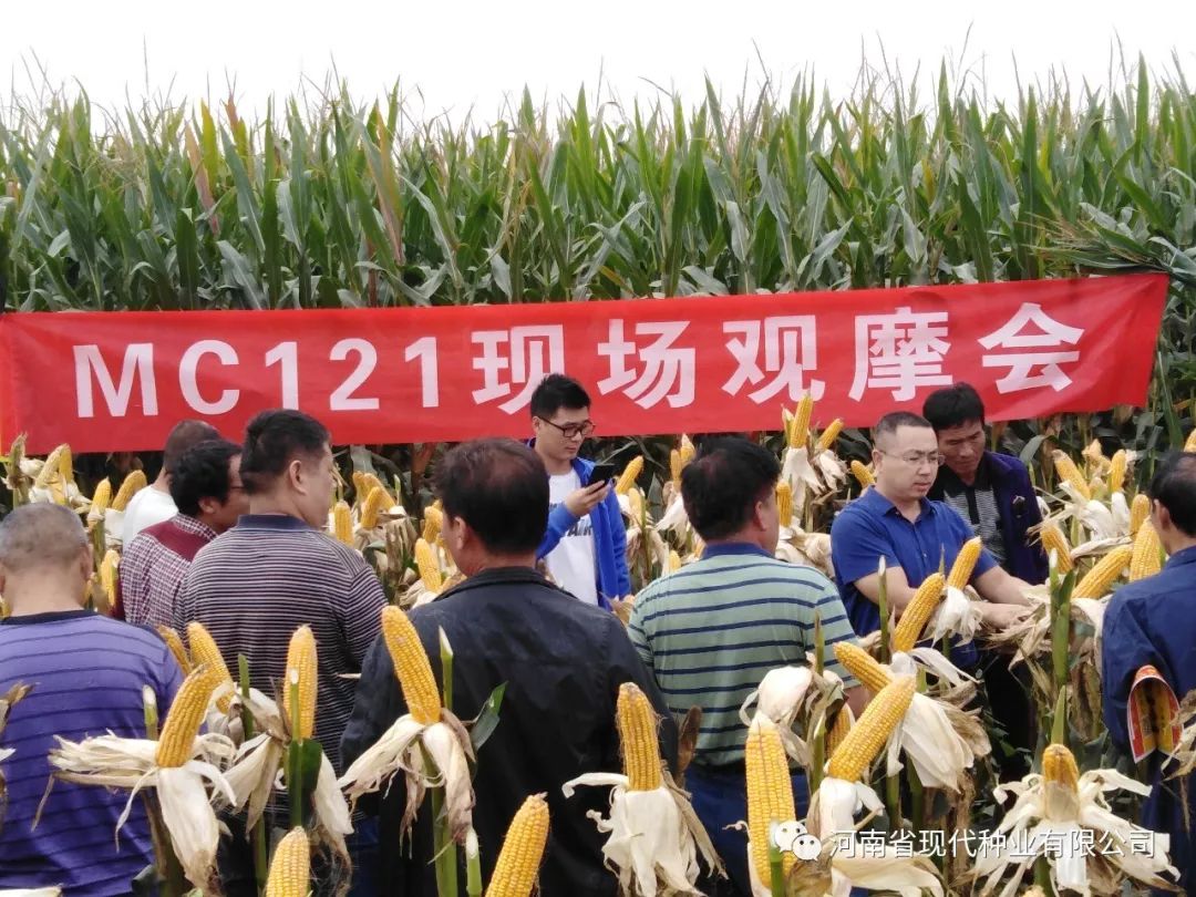 热烈祝贺河南省现代种业新品种观摩会在河北徐水区取得圆满成功