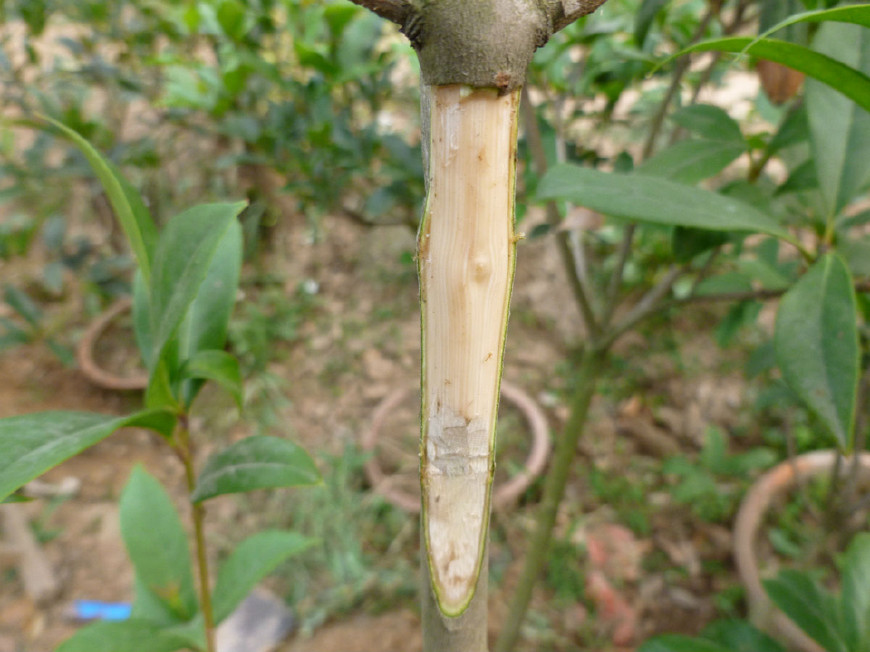 实图分享桂花圆形靠接法,这样嫁接的桂花存活率百分之