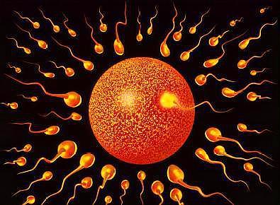 而真正能和准妈妈卵子结合的只有一个最为健壮的精子,精子和卵子各自