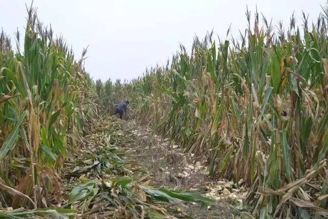 黄家窑村,这位村民正在地里割玉米杆.