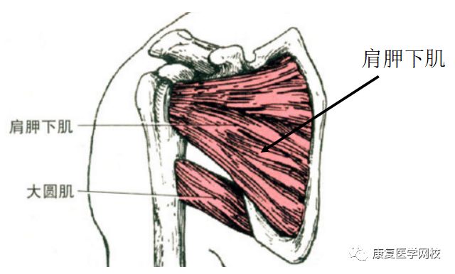 007必背考点:解剖学—肩关节自由上肢的肌肉(二)