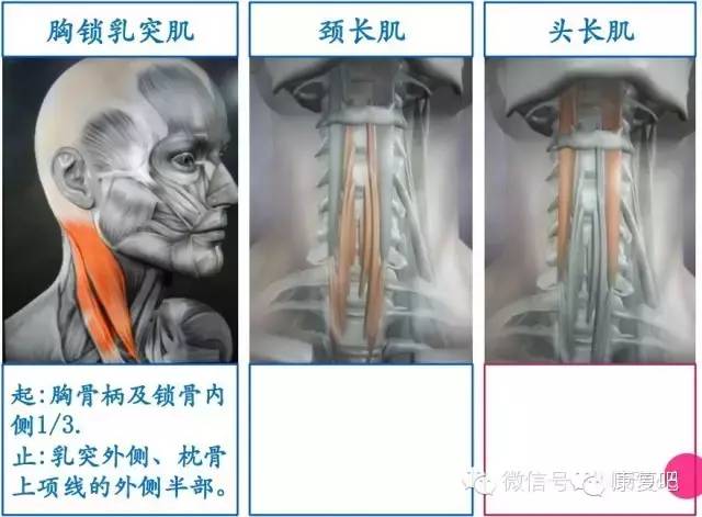 精美3d骨骼肌解剖图谱珍贵资料