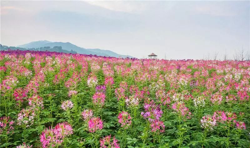 10月1/3/5日,余杭径山千花里花海,西径山琴湖飞瀑景区一日游(送中餐)