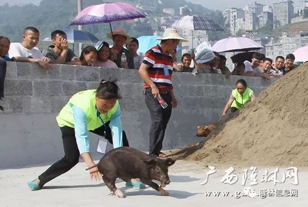 隆林抓猪抓鸭摸鱼活动你参加了吗隆林信息网