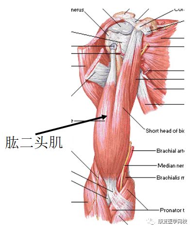 008必背考点:解剖学—肘关节自由上肢的肌肉