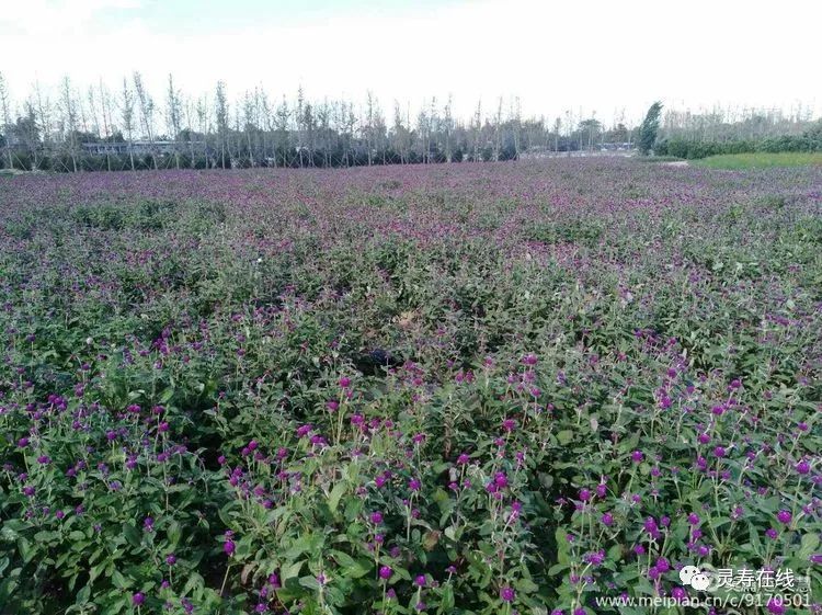 灵寿松阳河畔的花海