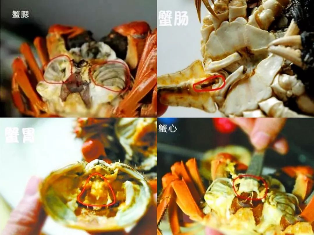 蟹肠:蟹肠是蟹胃和肚脐相连接的管道,有蟹的排泄物,拨开蟹黄,蟹肉处