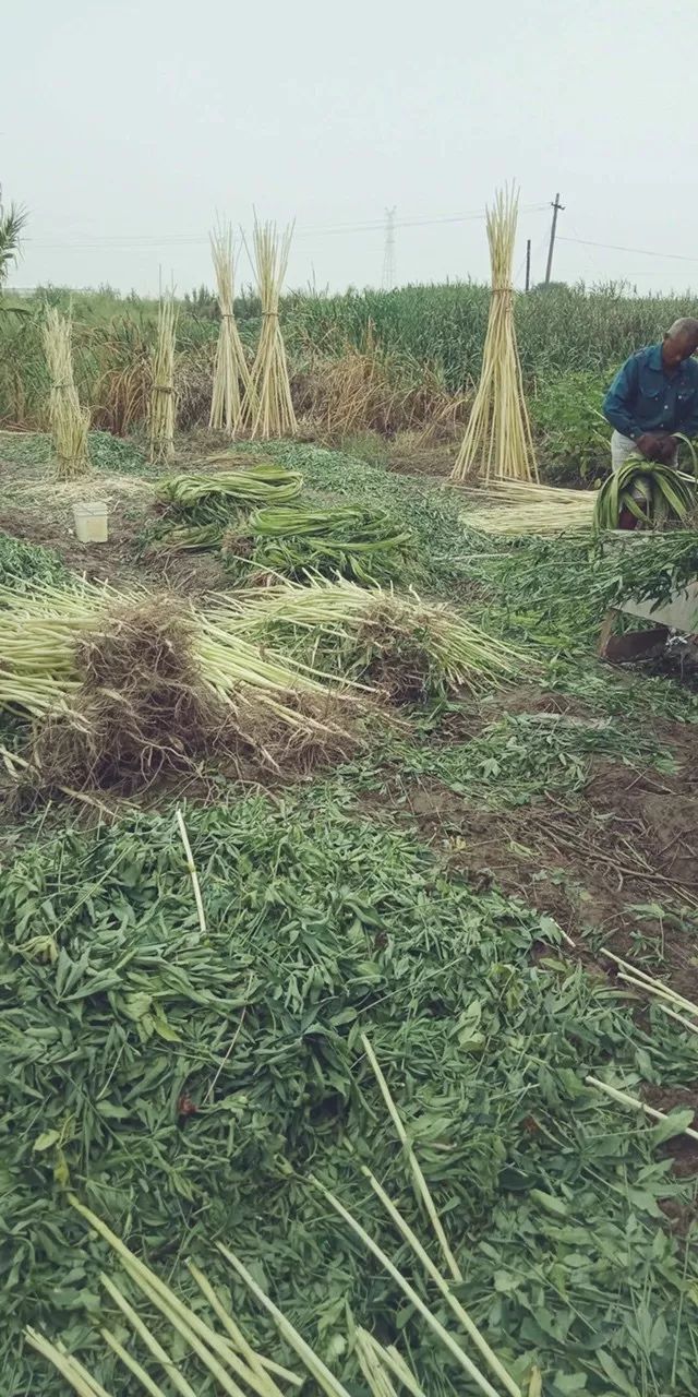 一场经典的剥麻画面,演译了上世纪八十年代萧山农村秋收场景