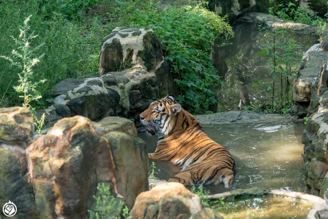 中国动物园游记 | 长春动物园:闭门三年,改造出这样一座动物园