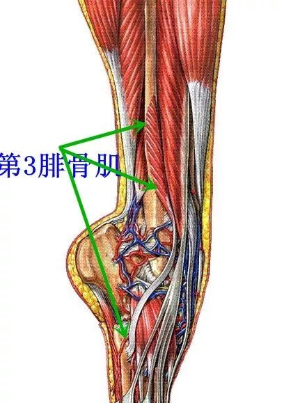 58 趾长伸肌肌连接:近侧端,至胫骨外侧髁和腓骨前缘上2/3处.