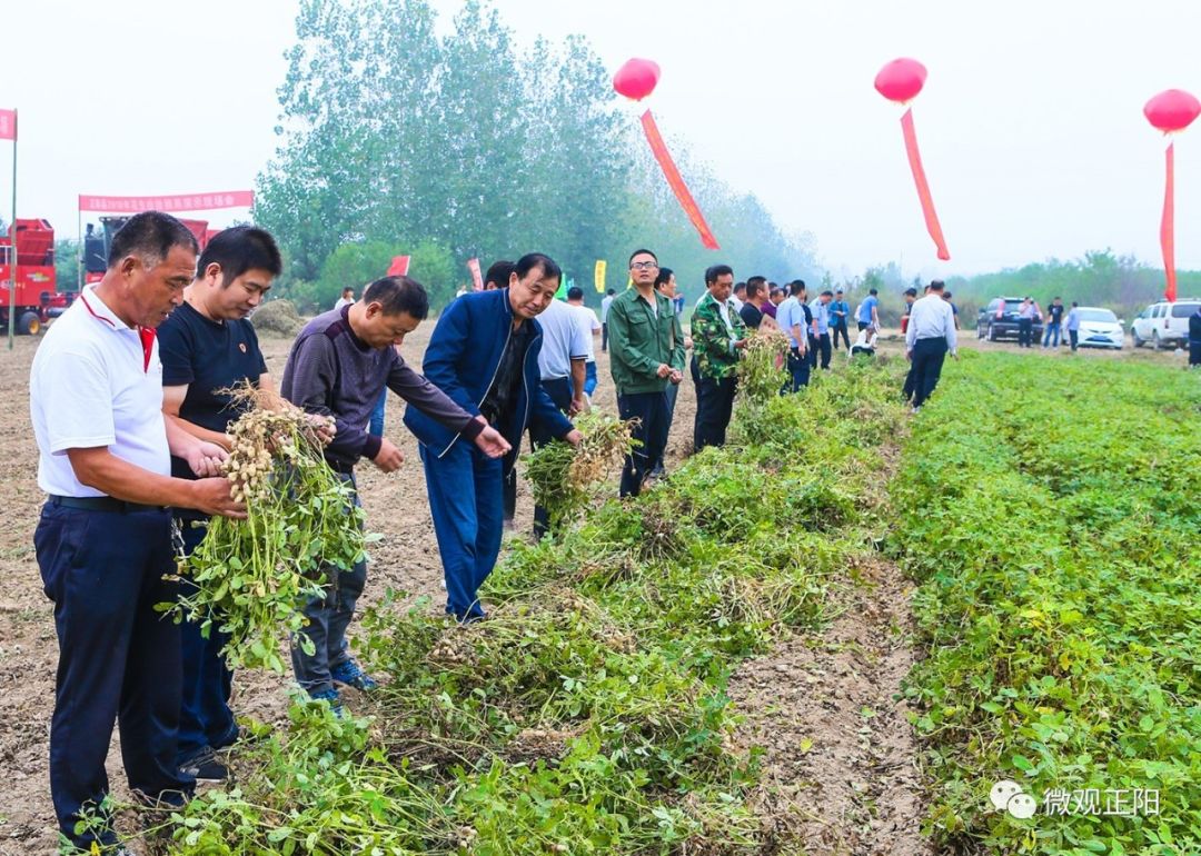 农业机械在广袤无垠的花生大田里穿梭,农民朋友趁天抢时抢收花生,正阳