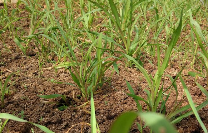 台湾甜象草的栽培技术种植一亩生产草种与鲜草兼得的