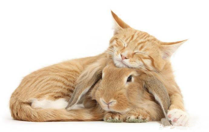 猫咪遇上和自己长一样的兔子,千年修得神同步!