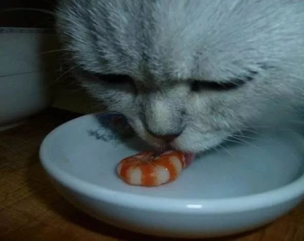 猫猫吃虾怎么处理虾
