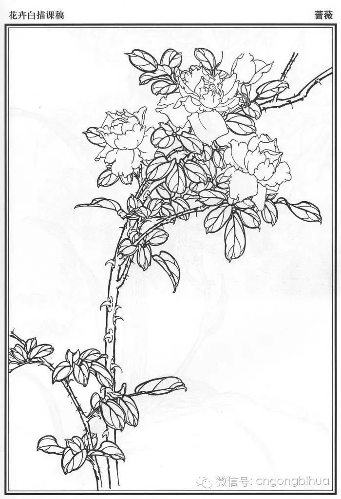 花卉白描底稿