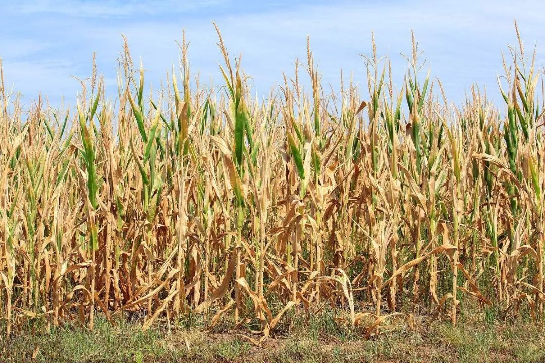 真格农业玉米种植专家给出了答案,玉米成熟前死亡的主要原因有三个