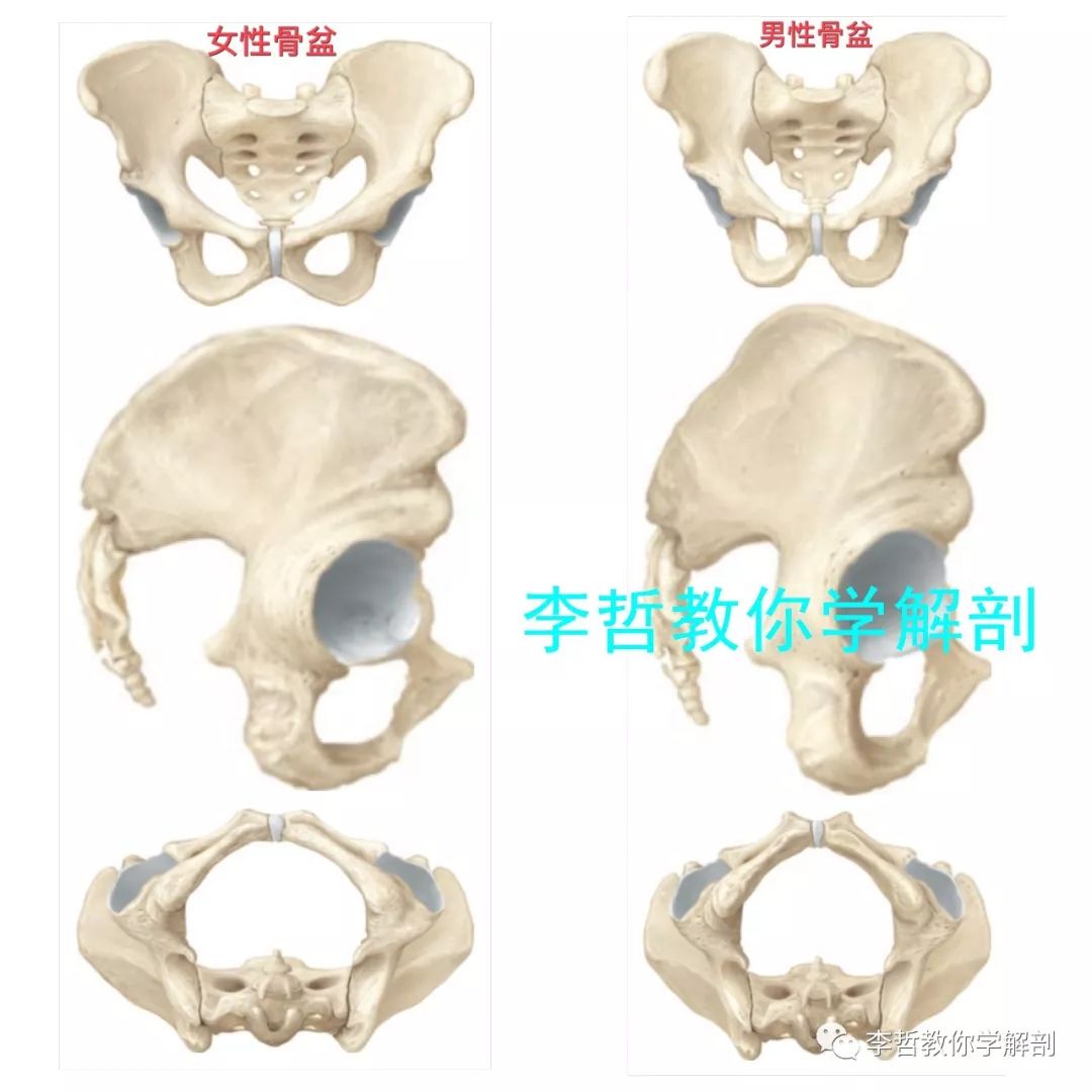 真实骨盆结构打卡