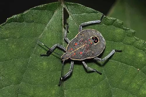 零起点英语 第159讲 The Stink Bug 臭虫 昆虫