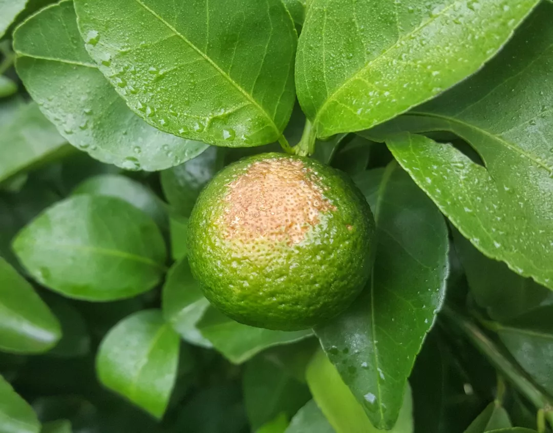 台风雨过后,广西多地柑橘出现此问题!_日灼病