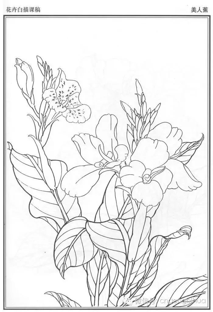 花卉白描底稿